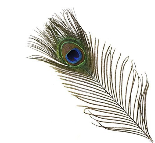  Pankh Artificial Feather For Festivals